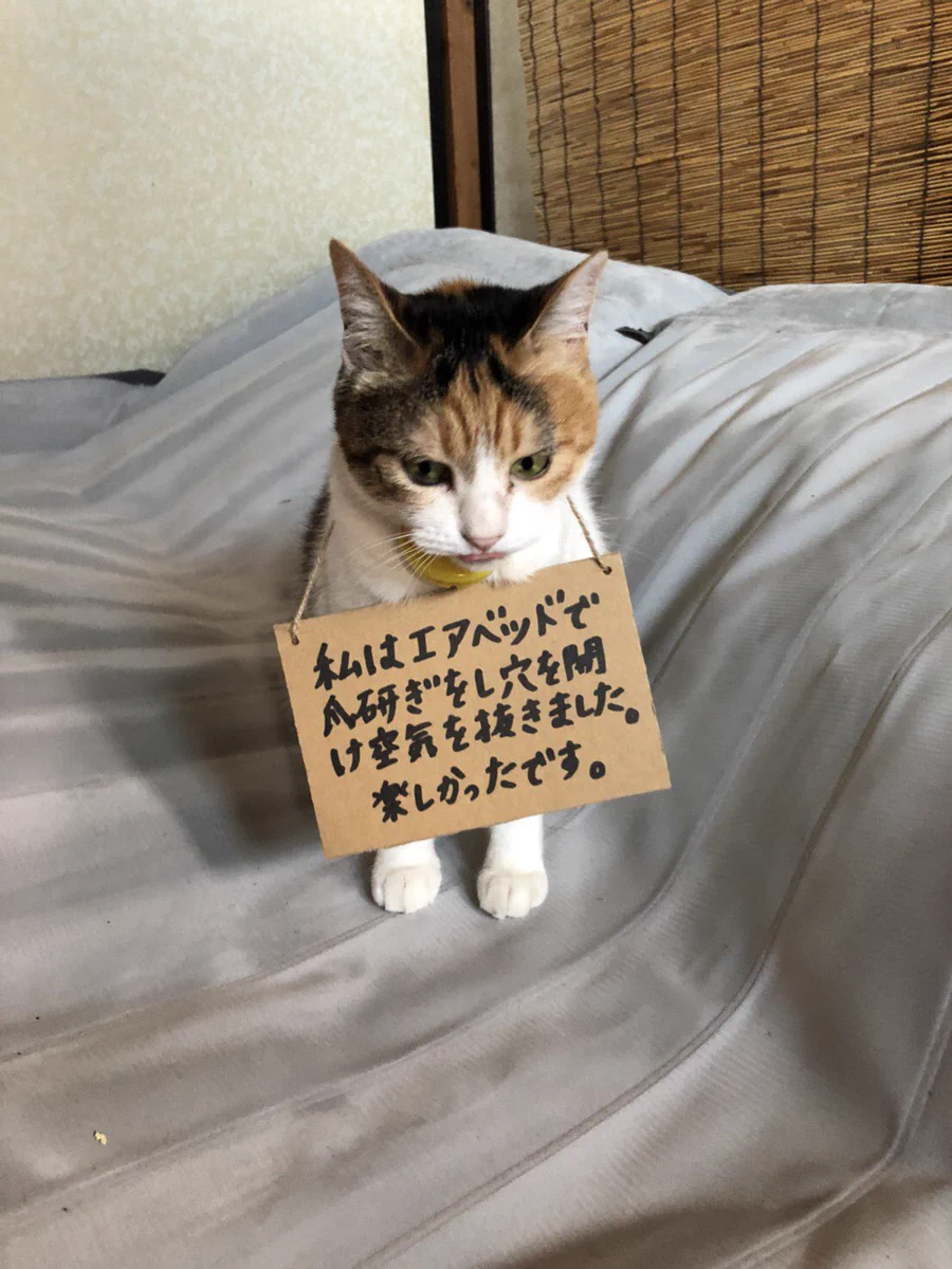 反省の色なし！？そんな姿も可愛い、エアベッドで爪とぎして反省中にゃんこwww