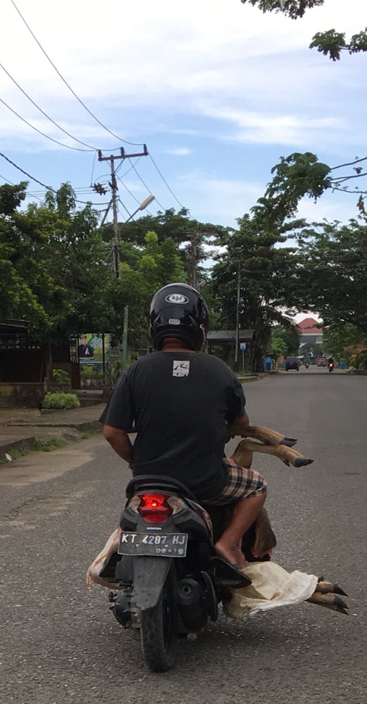 dwickyarnanda's tweet image. Minimnya monitoring pelanggaran hukum terkait hewan yg dilindungi di Ibu Kota Kalimantan Utara. Larangan perlakuan secara tidak wajar terhadap satwa yang dilindungi juga diatur dalam Pasal 21 ayat (2) Undang-Undang Nomor 5 Tahun 1990. #PROFAUNA #aktivisperlindunganhewan #kaltara