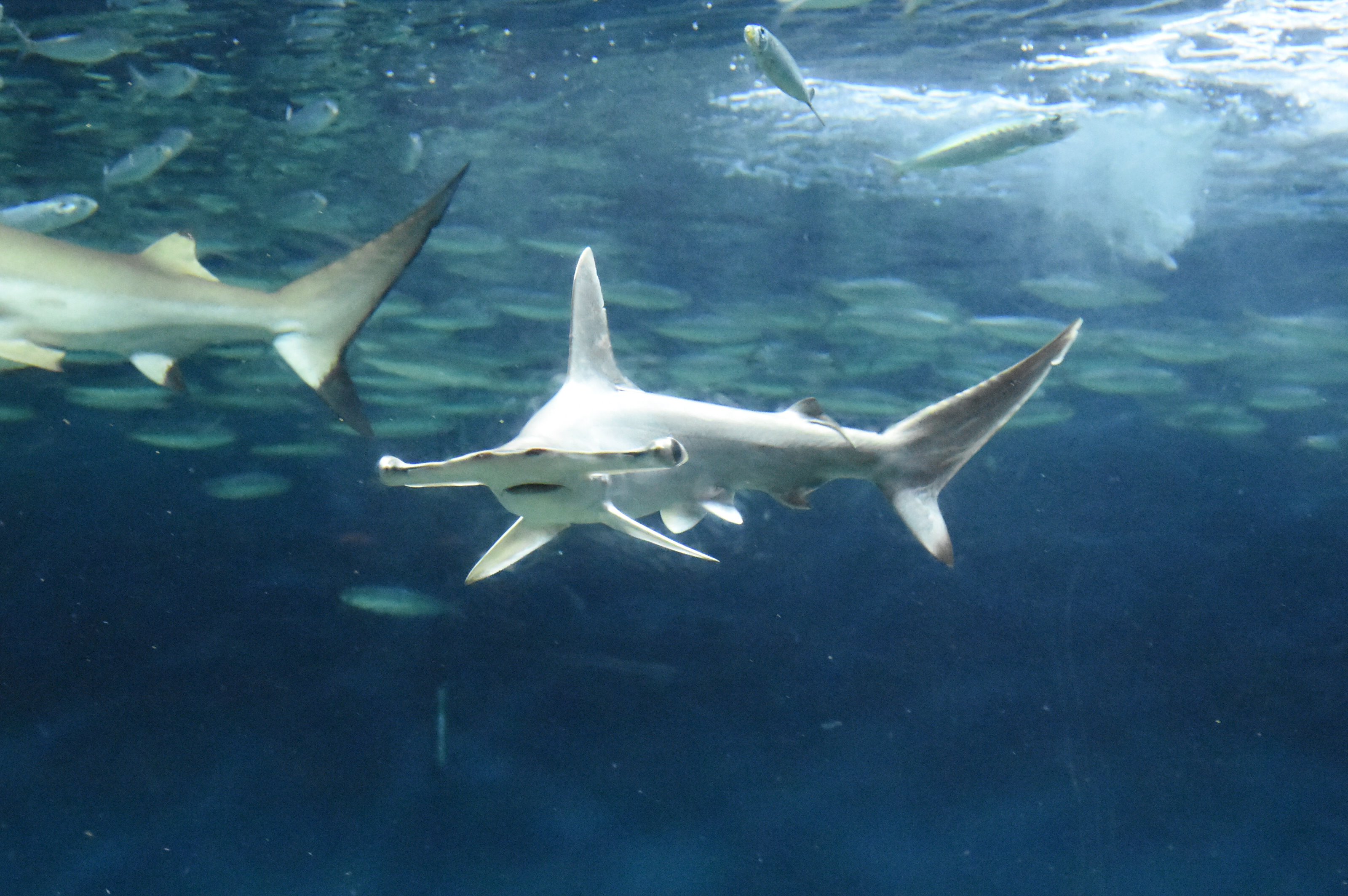 Twitter पर 葛西臨海水族園 公式 おはようございます 大洋の航海者 サメ 水槽に小さなアカシュモクザメが仲間入りしています 大きな個体と比べるとこのくらい かわいいですよ かさりん Tslp I T Co Aj0m1a7m1u Twitter
