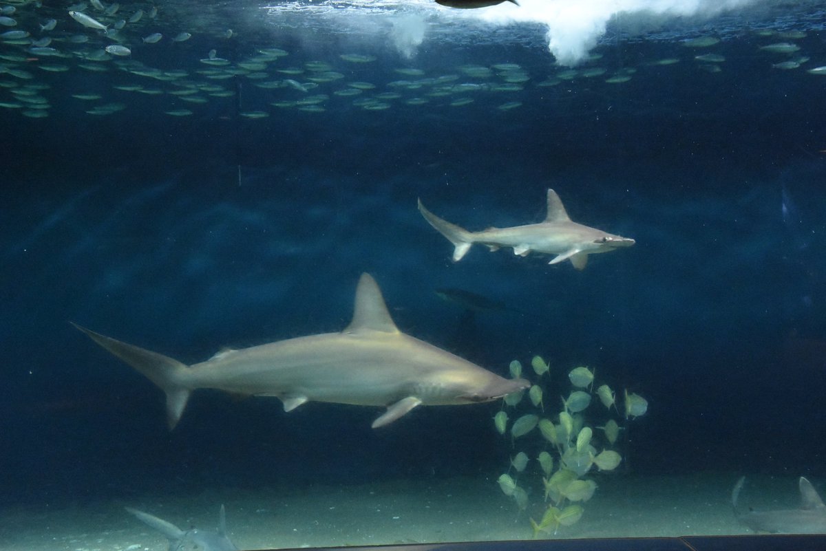 葛西臨海水族園 公式 おはようございます 大洋の航海者 サメ 水槽に小さなアカシュモクザメが仲間入りしています 大きな個体と比べるとこのくらい かわいいですよ かさりん Tslp I 葛西臨海水族園 公式 おはようございます 大洋の航海者 サメ 水槽に小さなアカシュモクザメが仲間入りしています 大きな個体と比べるとこのくらい かわいいですよ かさりん Tslp I