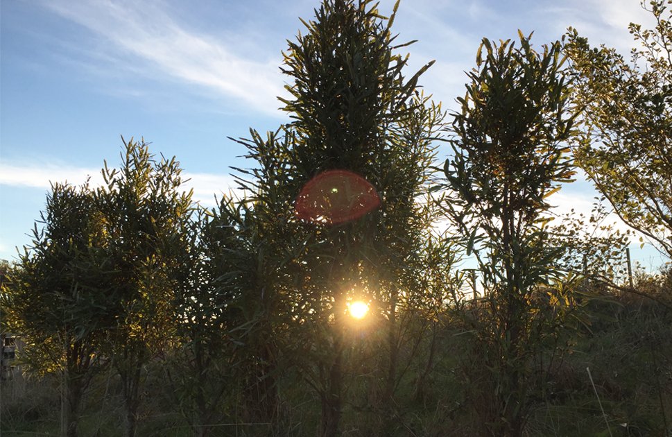 My, how much they've grown! Almost a year on, and our customer trees are looking lush. Exciting to see! 🌳🙌 #treesthatcount #onebilliontrees