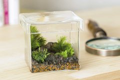 おしゃれにグリーン苔テラリウム 趣味の園芸 テレビ に出演しました 苔テラリウム専門サイト 道草michikusa 苔テラリウム 小さなコケの森 コケ商品の企画販売 ワークショップ