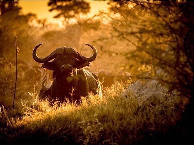 survivalguide91's tweet photo. Buffalo at first light by @nick_on_wild #moremi #buffalo #capebuffalo #safari #sunrise #okavangodelta #swamplife #mombo #botswana #omdinspired #omdrevolution #zuiko #olympus #wearewilderness #wildernesssafaris @olympuseurope Taken with Olympus OM-D E-M1 … https://t.co/KUL1WLR0xI https://t.co/5JwDx5i1Rf