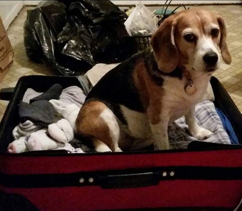 KimRathbone's tweet photo. @GeneJRap My beagle has been known to sit in my suitcase lol 🐶❤ #ToStopMe or #ShesGoing🤔 https://t.co/b9cFsPNirS