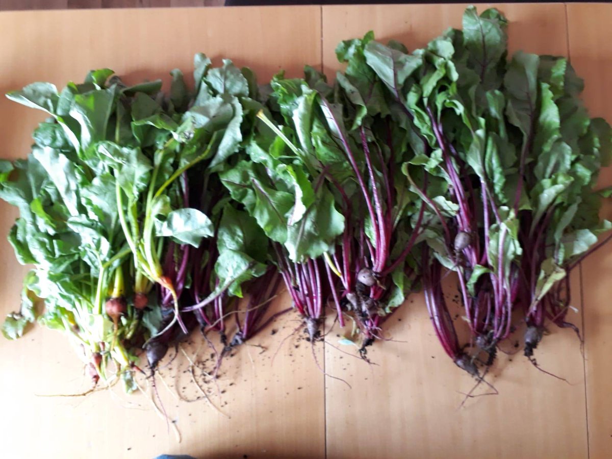 #SPERLI's #Sommersalat: Rote und/oder gelbe Bete,Walnüsse,Apfel, Balsamico,Olivenöl,Honig. 2 o. 3 junge Blätter d. roten/gelben Bete u. die Knollen der Bete waschen,schneiden,raspeln. #Walnüsse u. geschnittene #Äpfel hinzufügen. Dressing: Olivenöl, 2 EL Balsamico u. 1 EL Honig