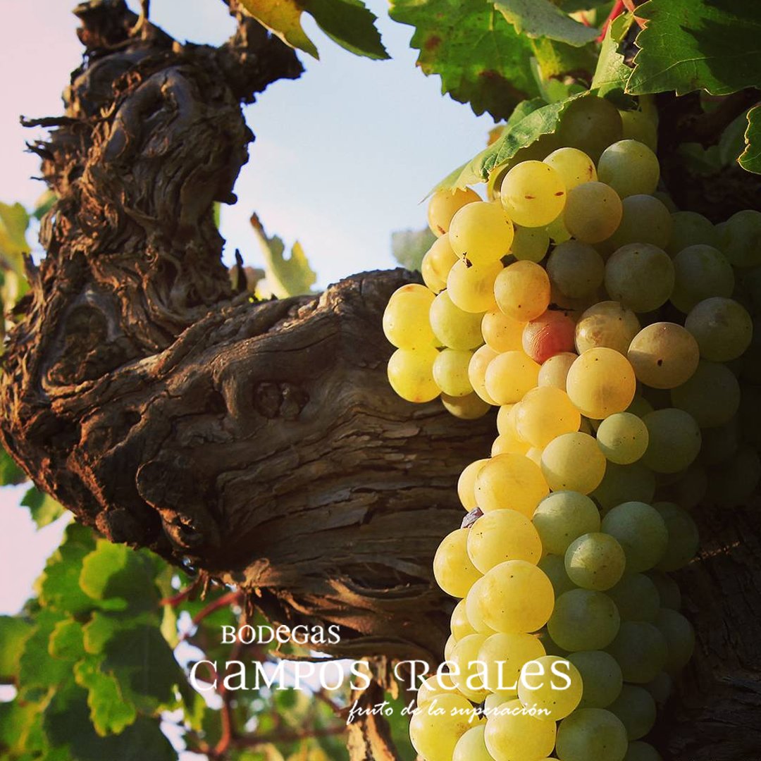 We have all the right ingredients for excellent wines: the wealth of #oldvines, the calcareous-clayey soil and the winery´s location, in the highest altitude area of #LaMancha, and of course, our team. #CamposReales, #SpanishWines