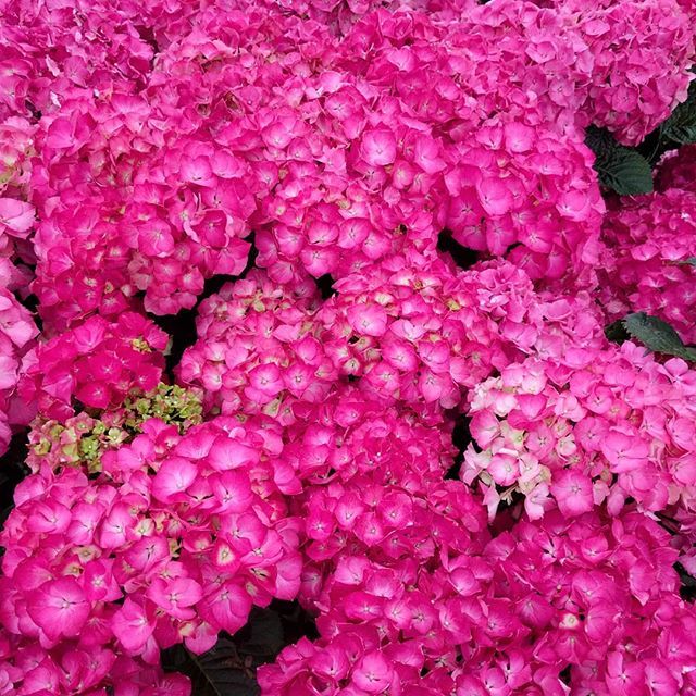 Psyching myself up for a weekend of gardening 💪🌸🌸🌸 #flowers #flowerstagram #thefloralseasons #hydrangea #pinkflowers #pinkhydrangea #greenfingers #garden #gardening #underthefloralspell #pink ift.tt/2IgDH35