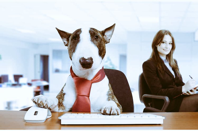 WalkingNi's tweet photo. It’s National Take Your Dog To Work Day, If You Can’t, Let DOG GONE WALKING NI Take Your Dog For A Walk For You. DOG GONE WALKING NI, Northern Ireland’s Premier Dog Walking Service And Pet Taxi 🐕🚕 07597373746 https://t.co/NrjbIUaydL