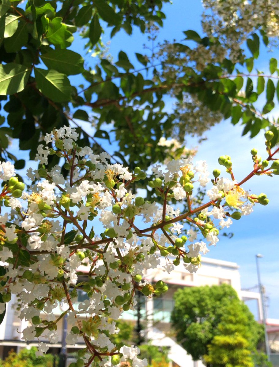 香里園スタイル على تويتر 香里園駅前に今年もサルスベリの花が咲き始めてる 赤花はまだで白花が咲いてるのは そもそもサルスベリの種類が違う 香里園