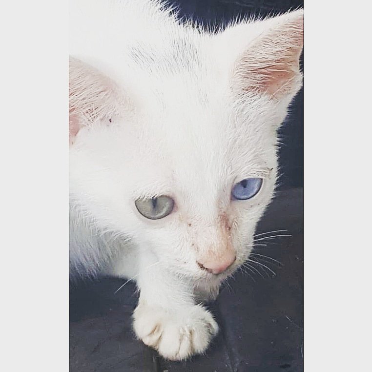 THIS IS ODD-EYED CAT AND KNOWN AS  HETEROCHROMIA.. AND THIS IS THE FIRST TIME MY FAMILY HAVE A CAT WHIT A RARE GENETIC... 

#HOLLO #ITSFRIDAY #TGIF #ODDEYEDCAT #HETEROCHROMIA #RAREGENETICS #CAT