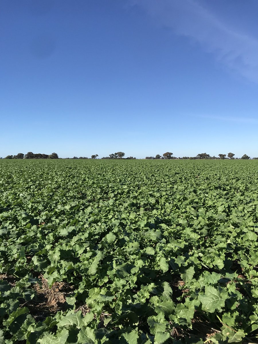 Sam_Toulmin_'s tweet photo. Hyola 559 TT belting away at Bunnaloo. Great work @koberag_ash and the Jasper Family #koberag https://t.co/l6d4wCEjCI