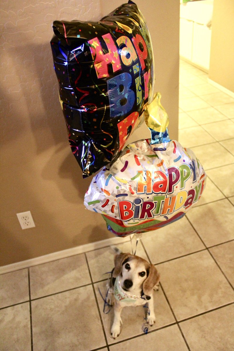 jamburrry's tweet photo. The Vet doesn’t think Sparky will make it another year- so I threw him the best 12th birthday today. Including a trip to PetSmart for a new toy and homemade dog cupcakes. Happy birthday bud 💙💙 https://t.co/PGfDYclQTE