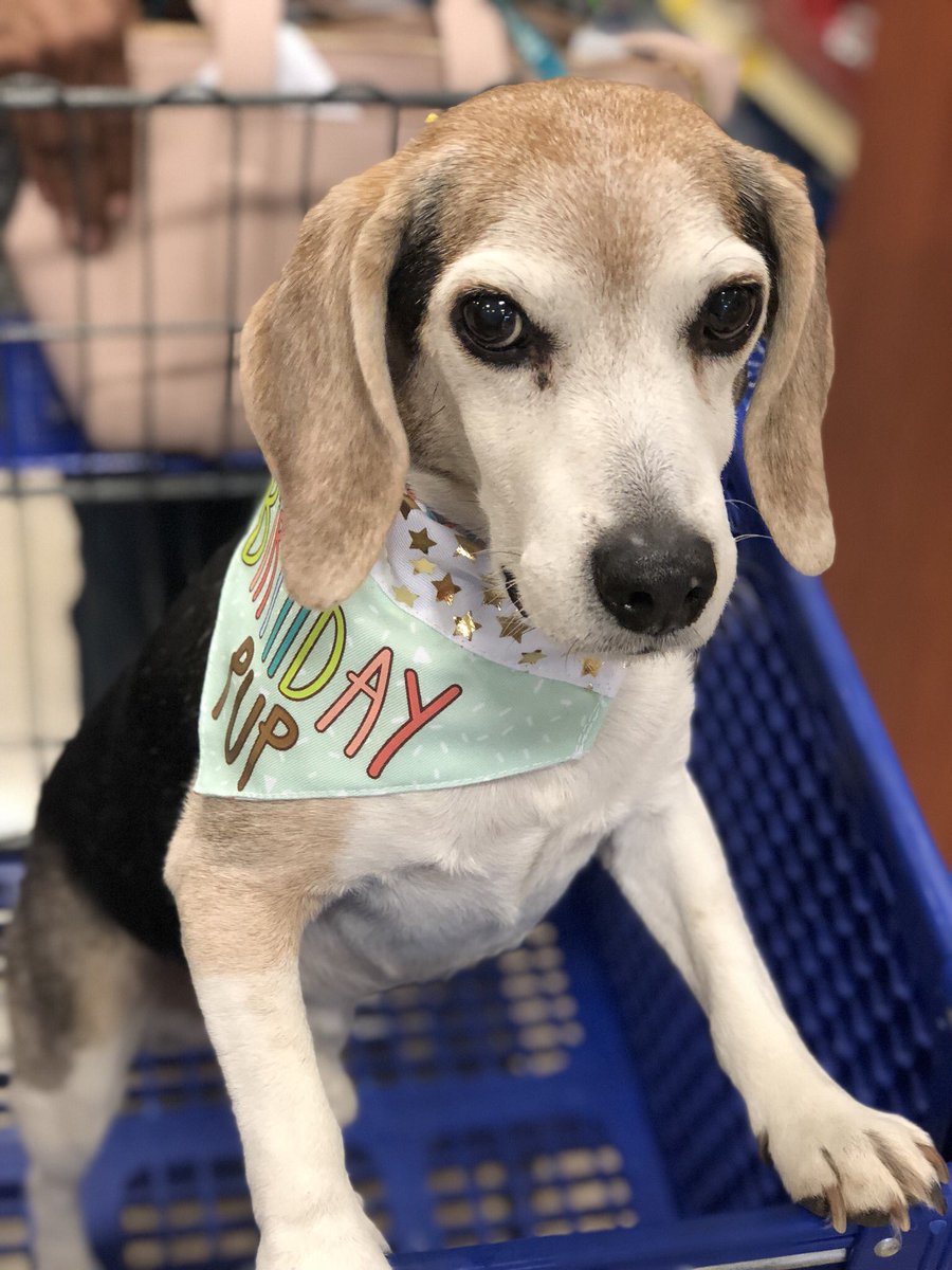 jamburrry's tweet photo. The Vet doesn’t think Sparky will make it another year- so I threw him the best 12th birthday today. Including a trip to PetSmart for a new toy and homemade dog cupcakes. Happy birthday bud 💙💙 https://t.co/PGfDYclQTE