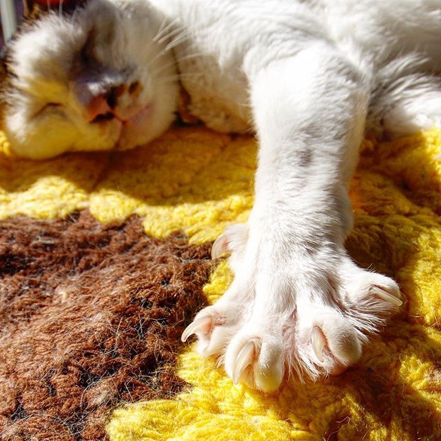 Kachimo Yoshimatsu おはヨウカンさん Good Morning Yohkan San Cats Neko Yohkan Uchinonekora ねこ部 猫星人 Kachimo Catstagram 猫 うちの猫ら ヨウカンさん Rip Yohkansan Foreveryohkansan Oldphoto Iloveyohkansan 手もトリ トリ手 Kachimo Yoshimatsu おはヨウカンさん Good Morning Yohkan San Cats Neko Yohkan Uchinonekora ねこ部 猫星人 Kachimo Catstagram 猫 うちの猫ら ヨウカンさん Rip Yohkansan Foreveryohkansan Oldphoto Iloveyohkansan 手もトリ トリ手