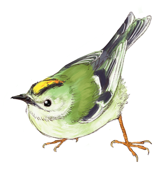 キクイタダキのtwitterイラスト検索結果