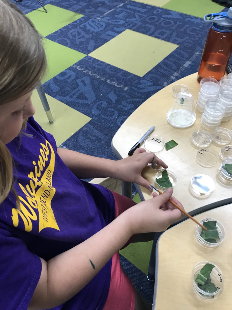 lcampbell3's tweet photo. @IowaMonarchs @Chirpy_Susan @doug_helmers @FarmrHuntr @Grangerrick @TraciKKnight @KelsFleming @BrookeB_25 @Randallpaulcass @ISU_wildlife @gleasonben Young scientists  @ Gilmore City -Bradgate! And they want to take action! Together we can help the monarch! #plaea https://t.co/JS5BUZX552
