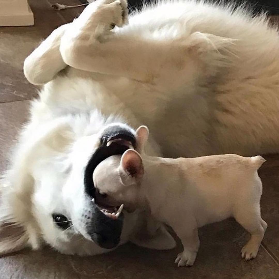 AndreiAndrei63's tweet photo. Curious puppy. https://t.co/6nWzQ8Ogiz