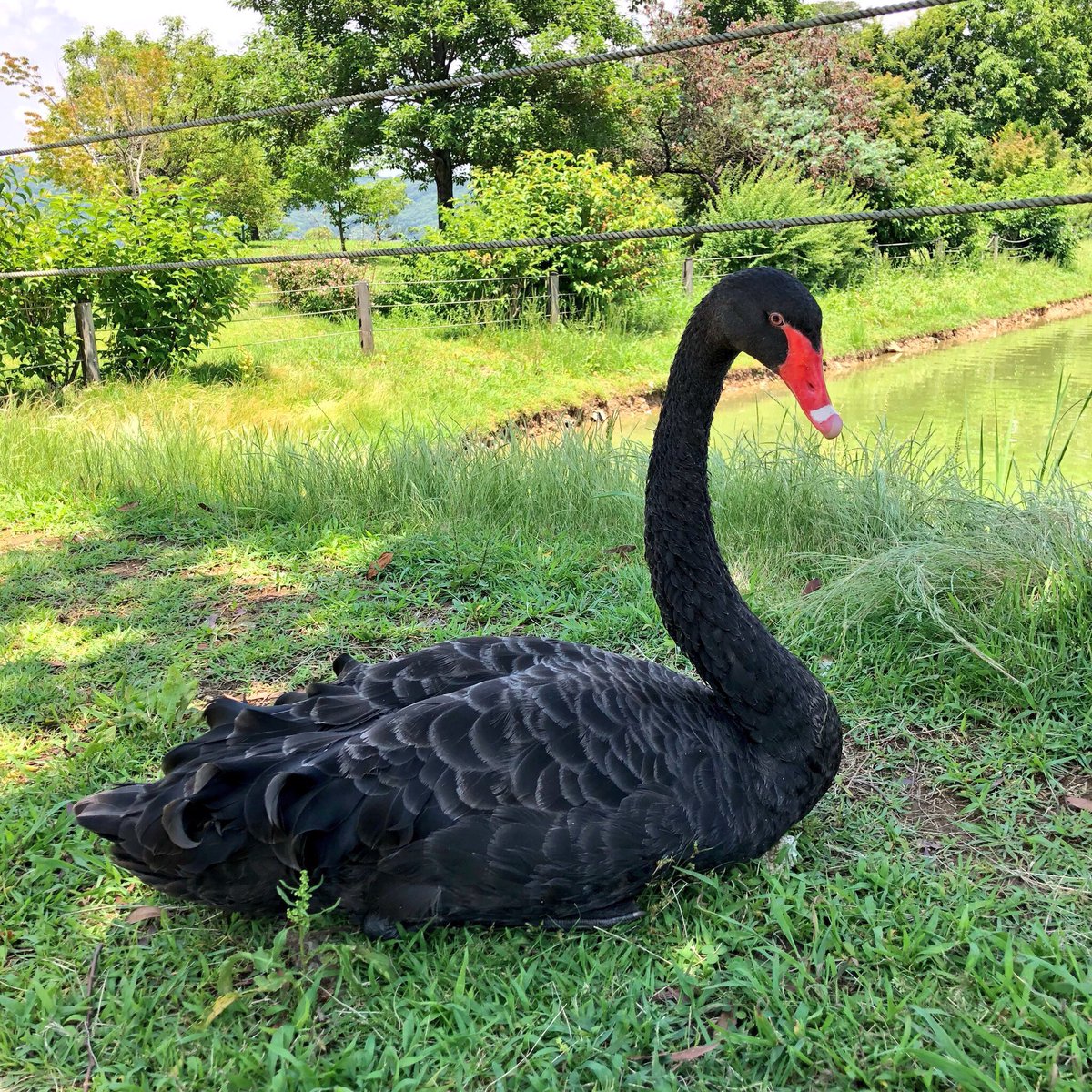 nekokamo7's tweet photo. 黒鳥さん、お昼休みちゅうですのん💓 https://t.co/u8HG2v0G7p
