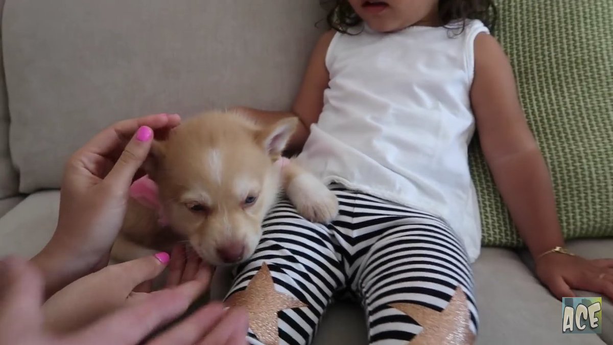 ace family dog nala breed