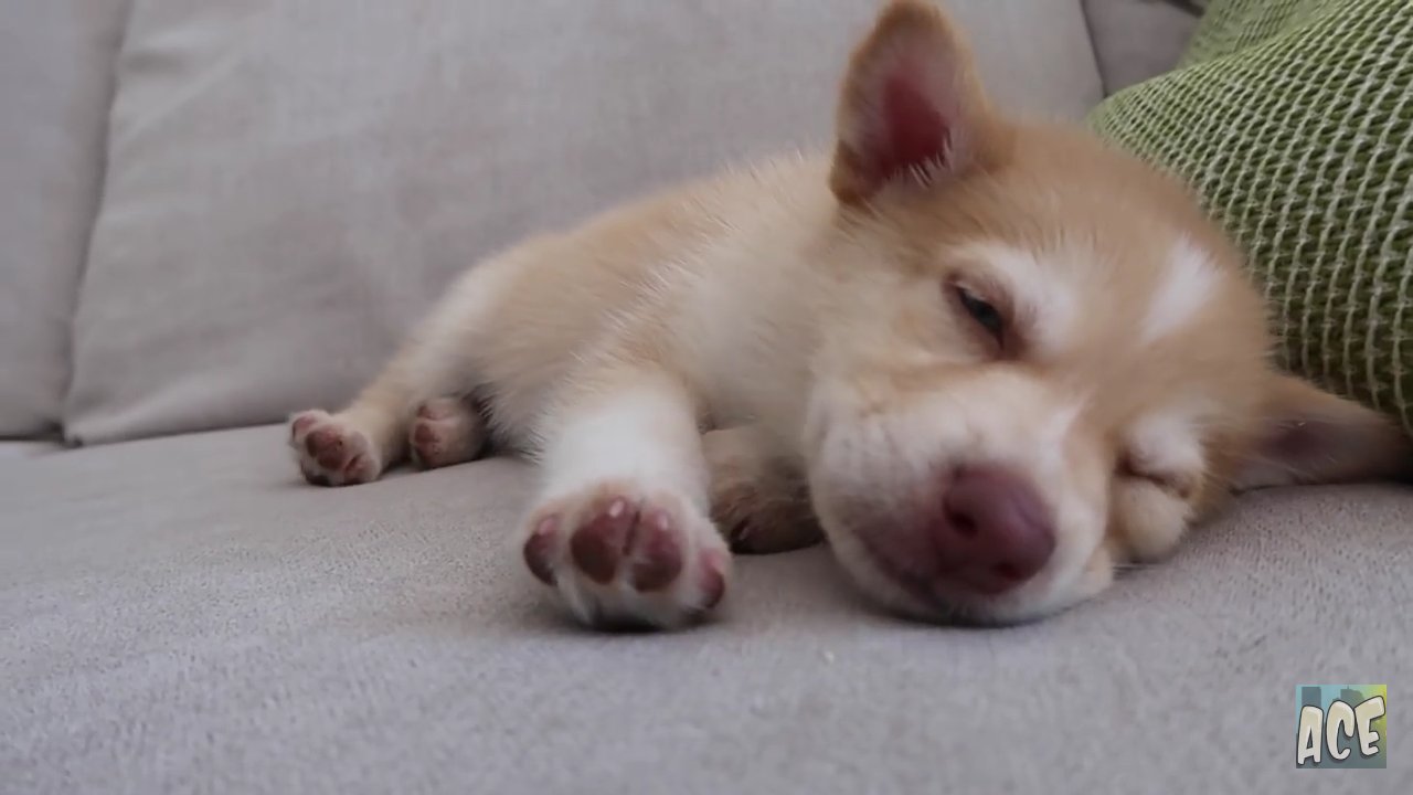 Ace family dog nala breed 2025