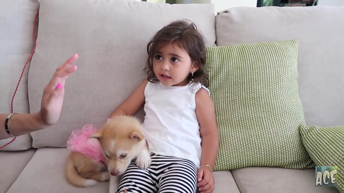 ace family dog nala breed