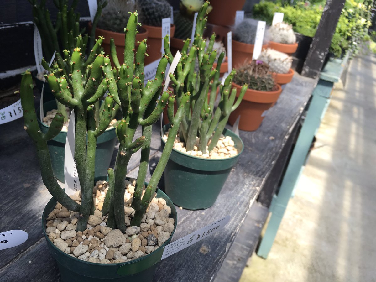 gm_guminoki's tweet photo. ども❗️みっちーです❗️
本日の植物【インゲンサボテン】
見た目がインゲン。日の当たる乾燥した土地で生育しているのでたくさん日光に当てます。
直射日光は「葉焼け」になるので注意します。
0℃まで耐えてくれますが5℃以下になる場合は室内管理がよいでしょう。
#佐賀
#グミノキ
#guminoki https://t.co/OEzmx3e3i0