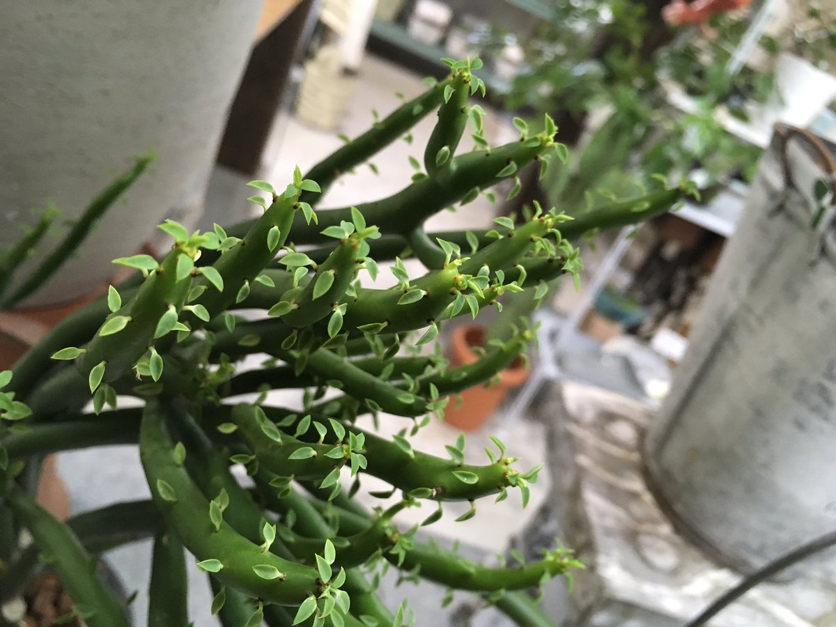 gm_guminoki's tweet photo. ども❗️みっちーです❗️
本日の植物【インゲンサボテン】
見た目がインゲン。日の当たる乾燥した土地で生育しているのでたくさん日光に当てます。
直射日光は「葉焼け」になるので注意します。
0℃まで耐えてくれますが5℃以下になる場合は室内管理がよいでしょう。
#佐賀
#グミノキ
#guminoki https://t.co/OEzmx3e3i0