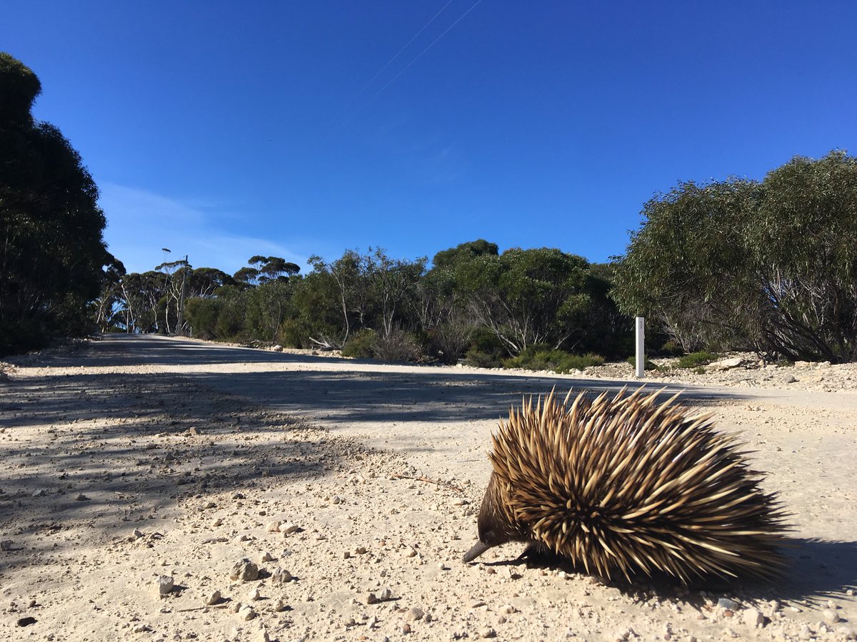 Pat Hodgens tweet media