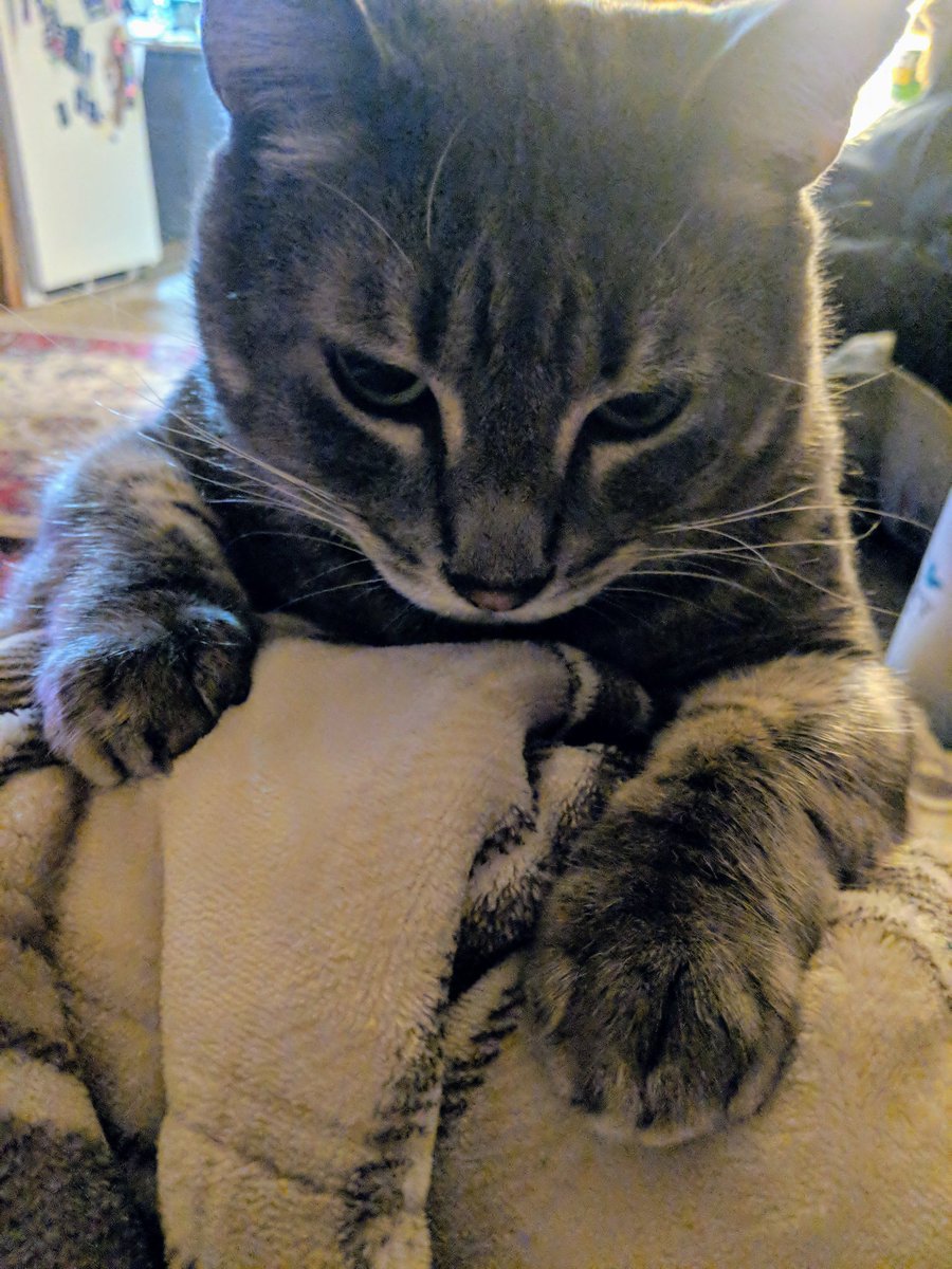 CovertQT's tweet image. We&apos;ve got some pretty good storms coming through our area tonight... This handsome boy has been promoted from #ChemoBuddy to #ThunderBuddy. ❤️⛈️🌩️☔ #BreastCancer #BCCWW #26lbLapCat #Toddler