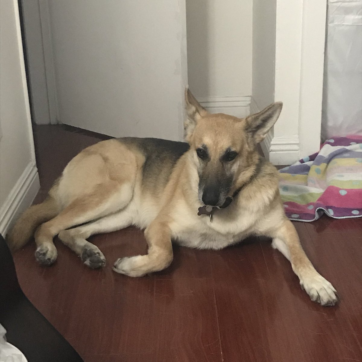 zemthings's tweet image. Bed time makes Praline sad because I won’t let her lick the moisturizer off my face/hands/etc. #firstworlddogproblems