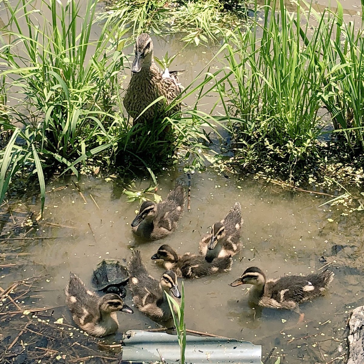nekokamo7's tweet photo. カルガモの親子たちかわいかった💓
もれなく一匹紛れ込んで��ます🐢✨
  #カルガモ #野鳥 https://t.co/HzIh8EKfjx