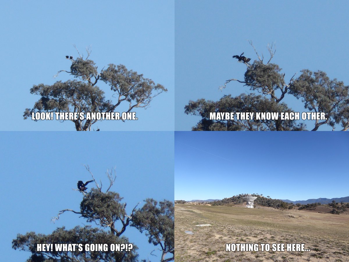 Camera zooms in on distant tree. Text reads: Look! There's another one. Maybe they know each other. Hey! What's going on?!? Camera zooms right out: Text reads: Nothing to see here...