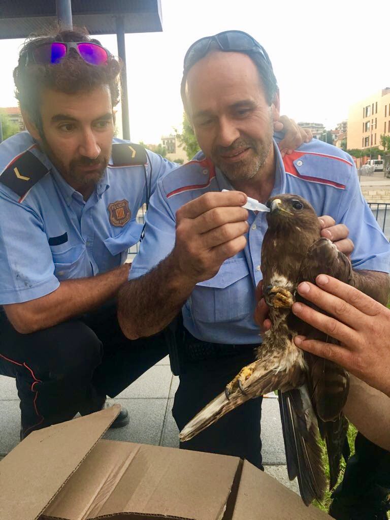 mossos's tweet photo. Localitzem a Tremp al mig de la carretera un aligot malferit amb una ala trencada i sense poder-se moure. L'entreguem al Centre de Fauna Vallcalent per a la seva recuperació https://t.co/fzCOdMvtIC