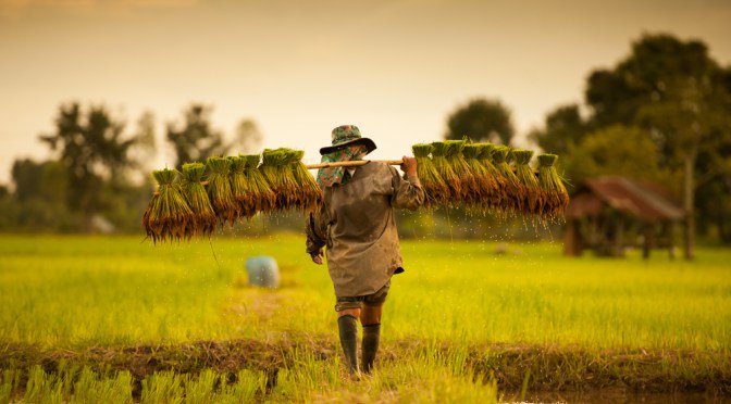 contact_ricult's tweet photo. @gatesfoundation backed #Ricult Raises $1.85m to improve #smallholder #farmer profitability with #digitaltech #platform 😃😃😃🏆🏆🏆 https://t.co/3n5h8KFSqw - Discussion @youjaymit had with @AgFunder https://t.co/39wDN5cuix