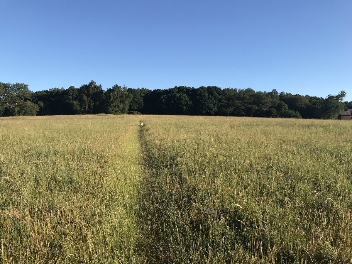 #happyfriday one of my favourite places for early morning dog walk  <a href="/RickyTweetUp/">RickyTweetUp</a> <a href="/chorleywoodres/">ChorleywoodResidents</a> <a href="/ChorleywoodPC/">Chorleywood Parish</a>