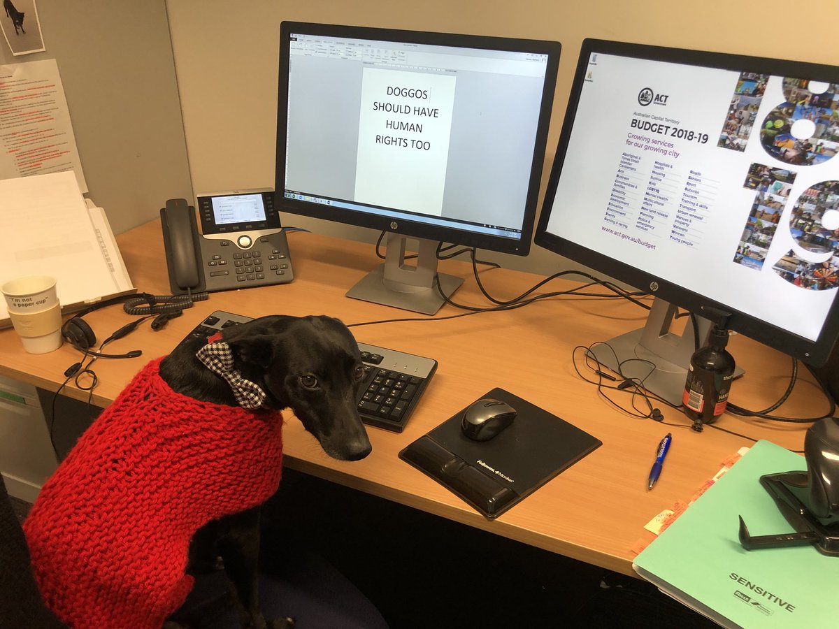 #internationaltakeyourdogtoworkday #humanrights #animalrights #wholetthedogsout <a href="/ACTHumanRights/">ACTHRC</a>