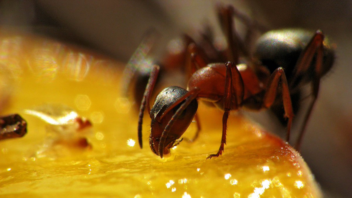 Музей приглашает посетить «Дальневосточный Тропический Комплекс»  –  продолжение проекта «Сад Живых Бабочек Миндо».  Райский уголок живой природы, где журчание ручьев и фонтанов, пение экзотических птиц, избушка эквадорского шамана,  пальмовые лианы скрывают микромир.