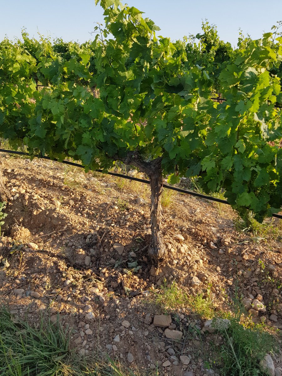 MihaelaBalanes1's tweet image. Applied Smart Agriculture at Ayles vineyard, Zaragosa, #LibeliumIoTConference, @ESTABLISH_ITEA, @WINSHI_Project, @telmonaer, #IoT
