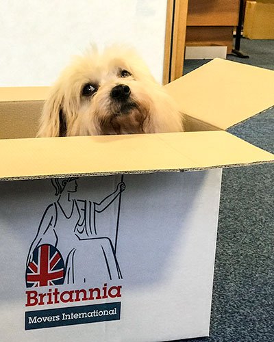 #bringyourdogtoworkday is every day in our #Manchester office! This is our office dog, who is with us most days. He definitely brightens the office up :)