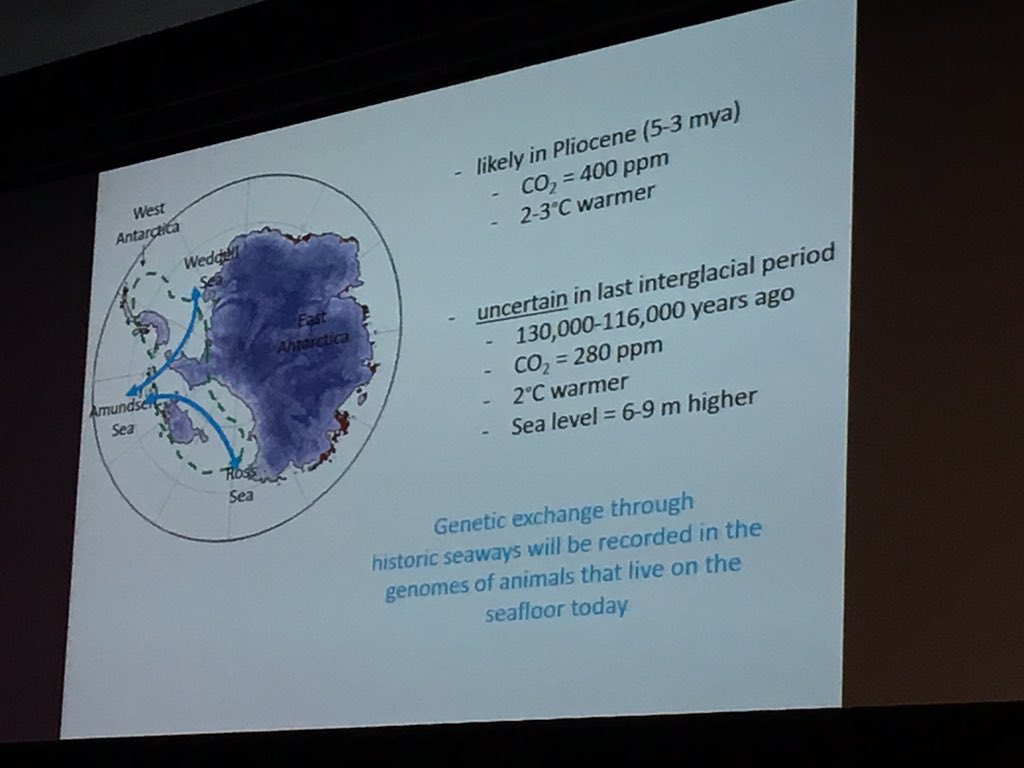 gwen_fenton's tweet photo. @POLAR_2018 @Monash_Science @jcu @AusAntarctic @Science_Academy Fascinating plenary by Jan Strugnell -genomics gives a window on the past ice sheet. https://t.co/jwTZ447gEM