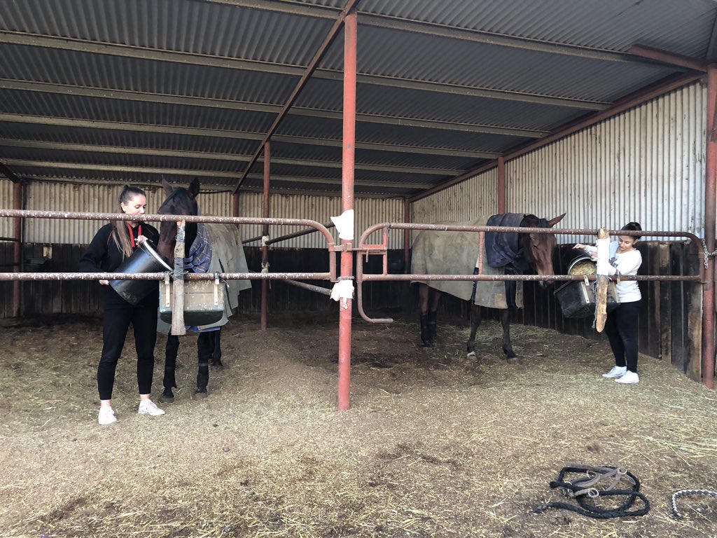 Katehargreaves7's tweet photo. With Alby away at Mildura, I've had to call in the big guns to help feed up our Vicbred Team! #Jojo #Petey @Gaby98134347 @SarahGatt94 https://t.co/vmiBmyOmTk