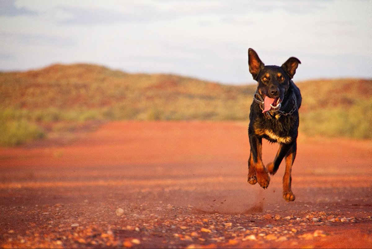 OutbackWA's tweet photo. Did you take your dog to work today? Or did your dog just DO all the work? #TakeYourDogToWorkDay #kelpie #workingdogs #OutbackWA Photo credit Aticia Grey, Pilbara Working Dogs https://t.co/zg6BKpeyhu