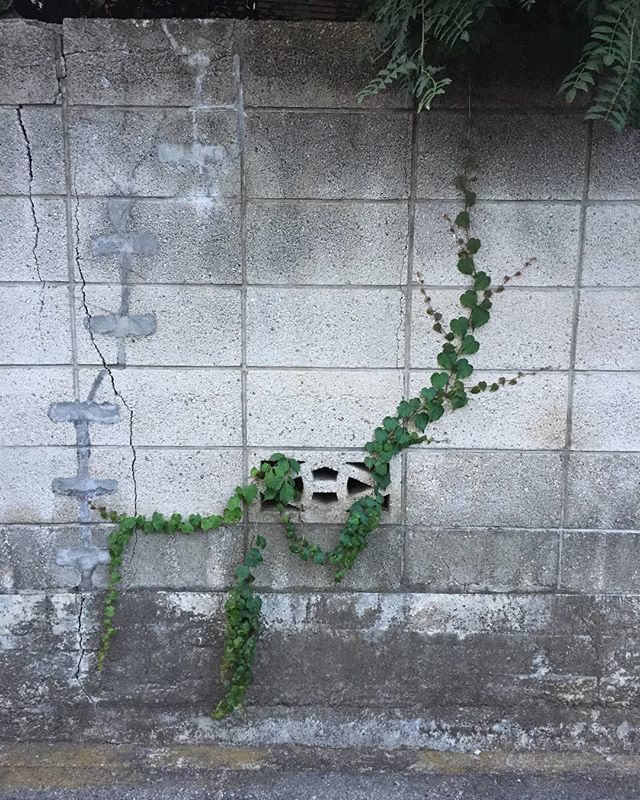 蔦痕