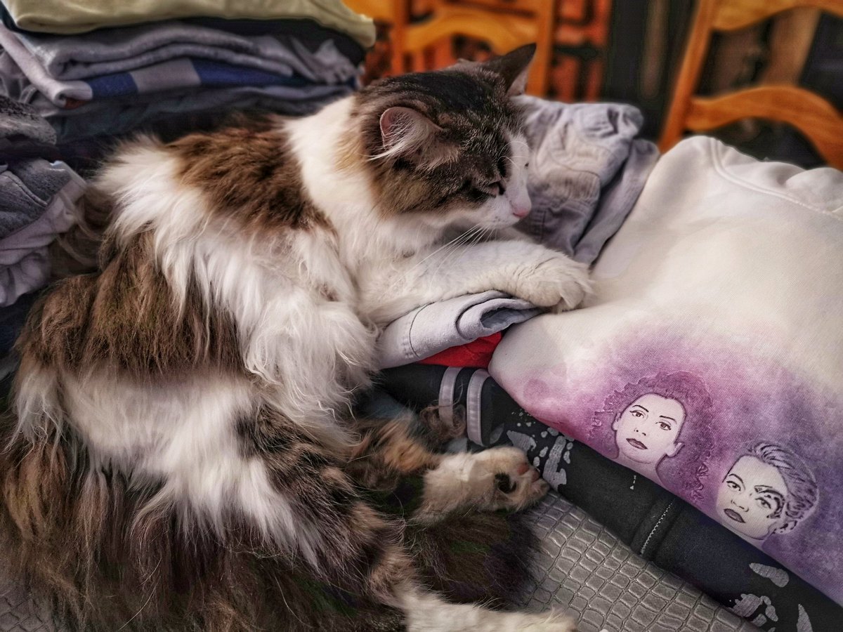 aFrenchWalker's tweet photo. Ironing cat 😼😼
#JupiterTheCat #CatsOfTwitter #catsofinstagram https://t.co/i525Y2gehE
