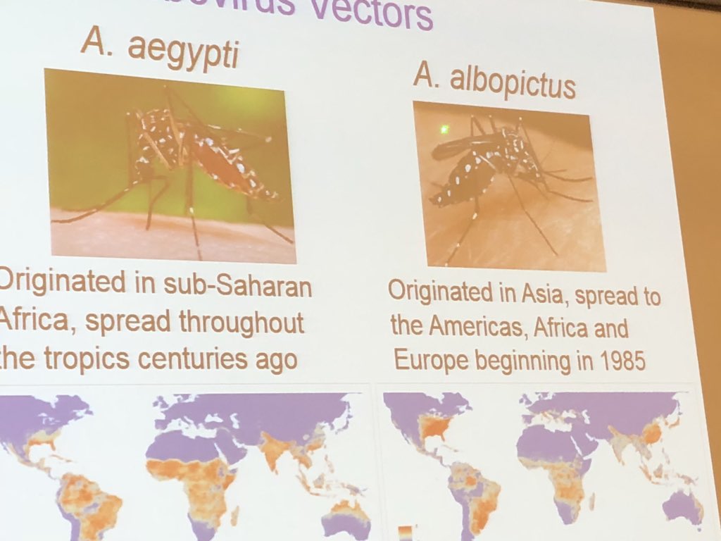 PeterDaszak's tweet photo. Scott Weaver of @utmbhealth talking about the global emergence of Yellow Fever, Dengue, and Chikungunya. I love it when people enjoy their work “These are two beautiful mosquitoes”!! @institutpasteur https://t.co/6CugCZ8JXw