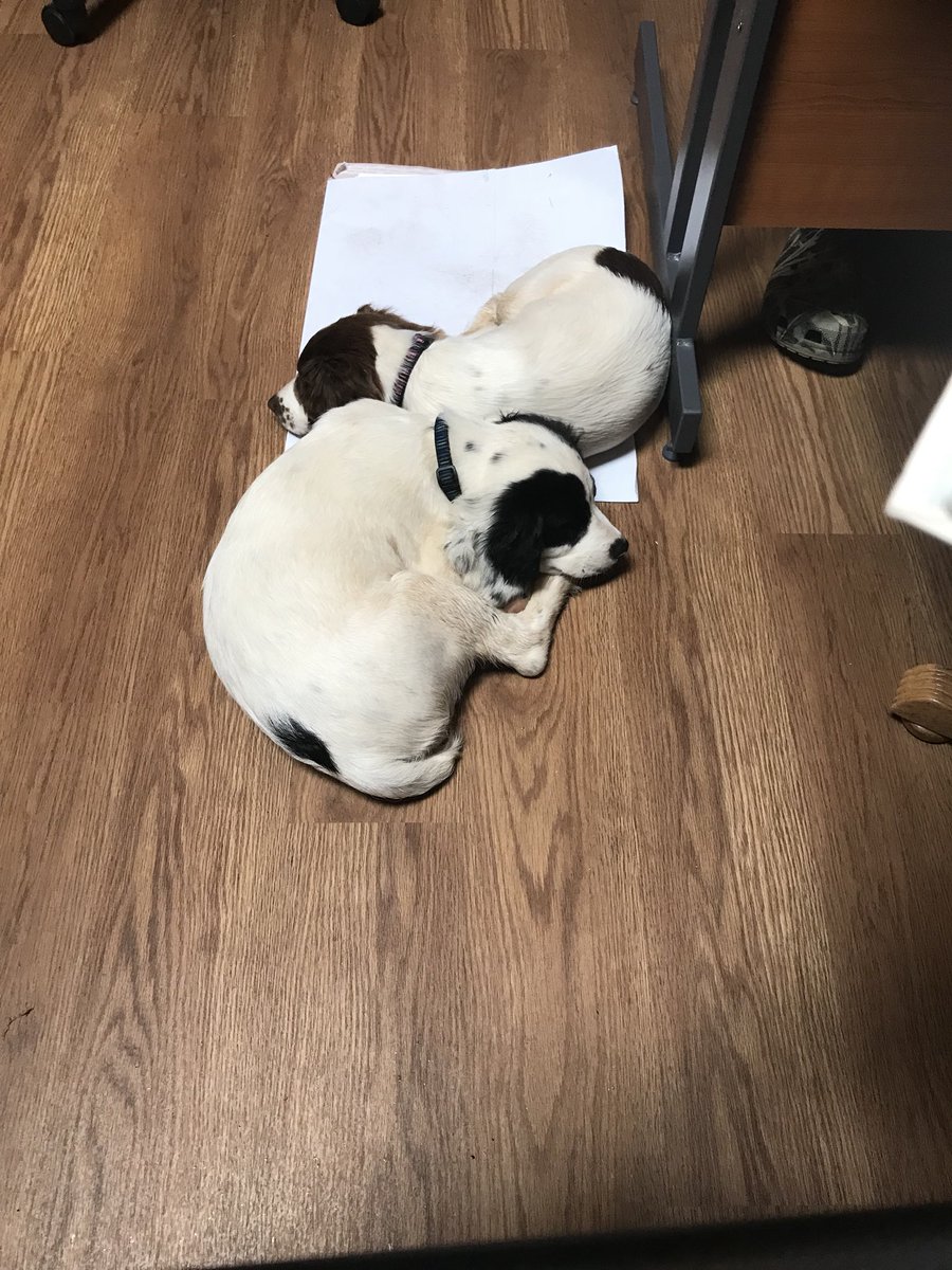 Our office dogs chilling out on #TakeYourDogToWorkDay