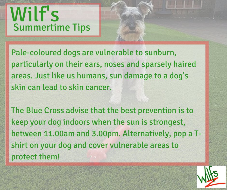 wilfscafe's tweet photo. Here us another #WilfsDoggieTip for you to follow this weekend & over the next week ๐๐๐. Keep your dog safe this summer by following the tips from #BlueCrossForPets: https://t.co/9PuU2gW5gB
#MansBestFriend
#VisitTheLakes
#DogFriendlyCafe
@keswickbootco @zakthecolliedog https://t.co/nMJhqBQ5GC