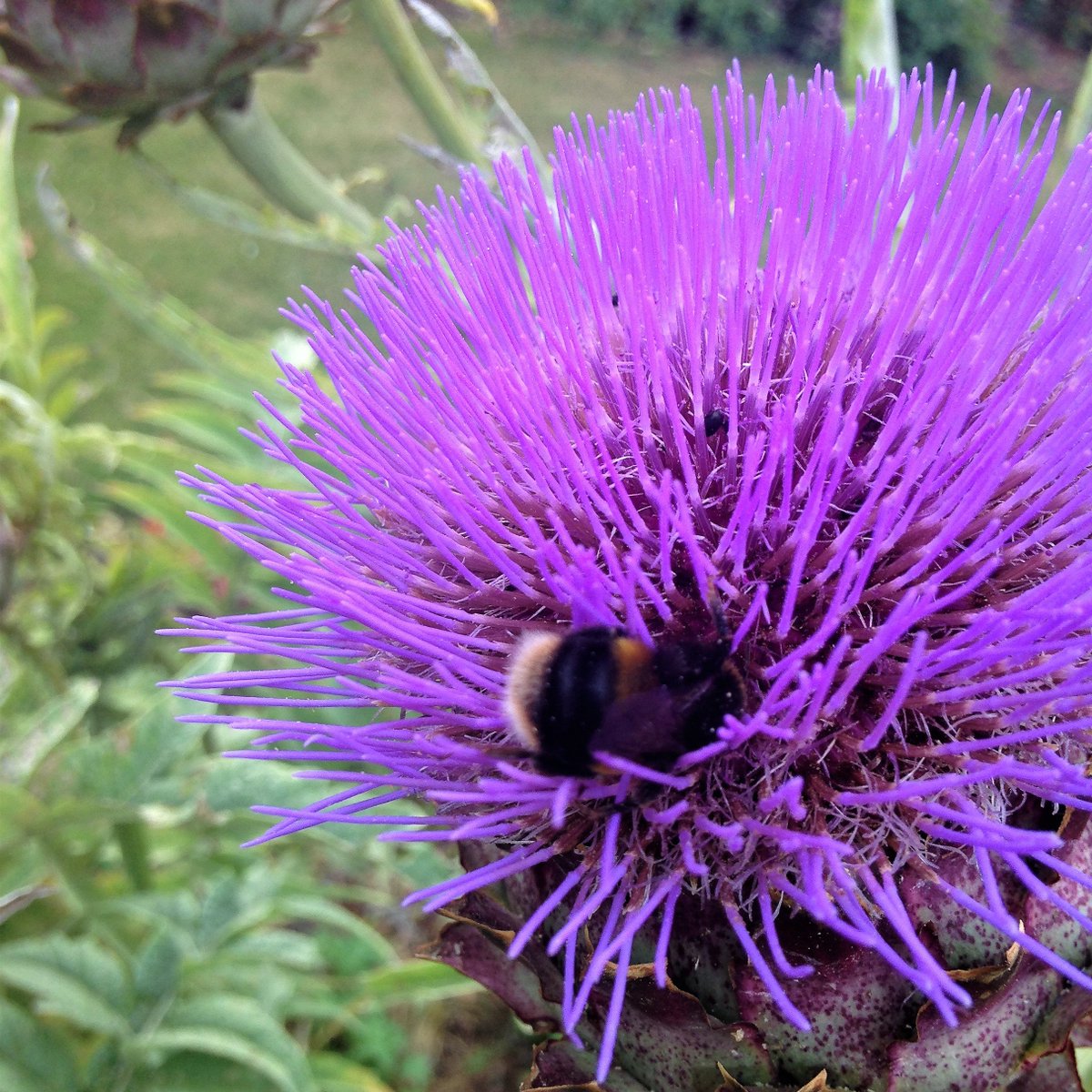 121GardenDesign's tweet photo. It is #NationalInsectWeek #bumlebee #flower #garden https://t.co/0NBlS0KF27