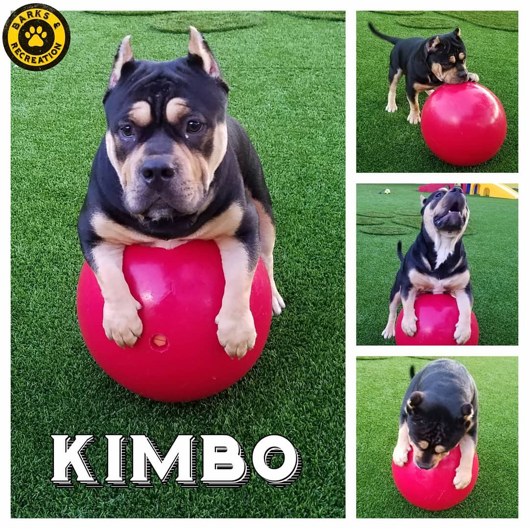 Meet Kimbo! He is an American Staffordshire Terrier/ Bulldog mix and he loves playing out in the play yard with his big red ball!

#staffordshireterrier #Bulldogs #cute #NationalSelfieDay #FirstDayOfSummer #cute