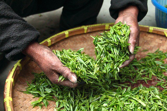 CeremonieTea's tweet photo. In case you didn’t know, green & black tea come from the same plant. At the end of the day, it’s really all about oxidization. https://t.co/aAhfVJ6V09 #tea #oxidization #blacktea #greentea https://t.co/amP0tEdf3T